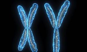 Число хромосом у разных видов живых организмов