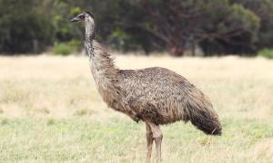 A nagy emu háború Az emu és a hadsereg közötti háború