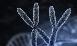 Combien de chromosomes possède un mouton ?  Chromosomes.  Nombre et morphologie des chromosomes.  Diagnostic d'un enfant présentant une anomalie chromosomique