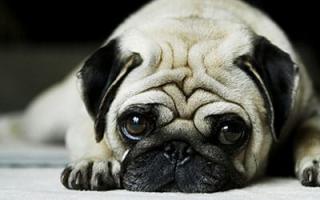 Neden bir boksör köpek yavrusu hayal ediyorsunuz? Bir boksör köpeğinin rüya yorumu, haftanın gününe göre yorumlanması