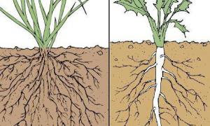 ساختار و عملکرد ریشه